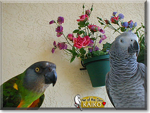 Kaiko, the Pet of the Day