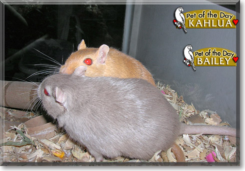 Kahlua, Bailey, the Pet of the Day