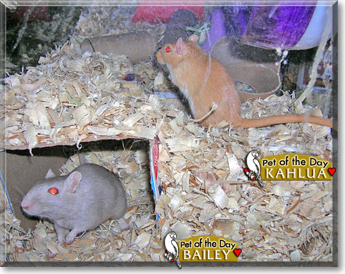 Kahlua, Bailey, the Pet of the Day