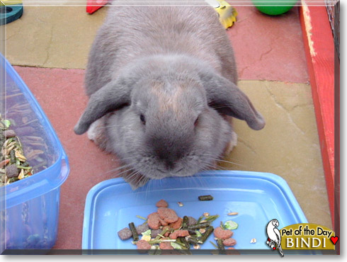 Bindi, the Pet of the Day