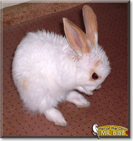 Mr. Bibb, the Pet of the Day