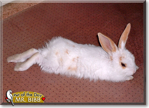 Mr. Bibb, the Pet of the Day
