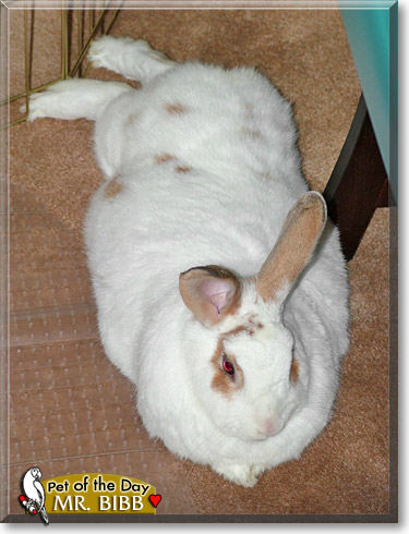 Mr. Bibb, the Pet of the Day