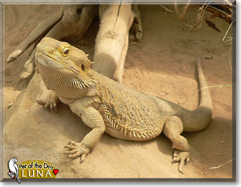 Luna, the Pet of the Day
