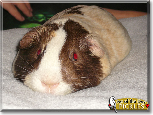 Pickles, the Pet of the Day Pickles, the Pet of the Day