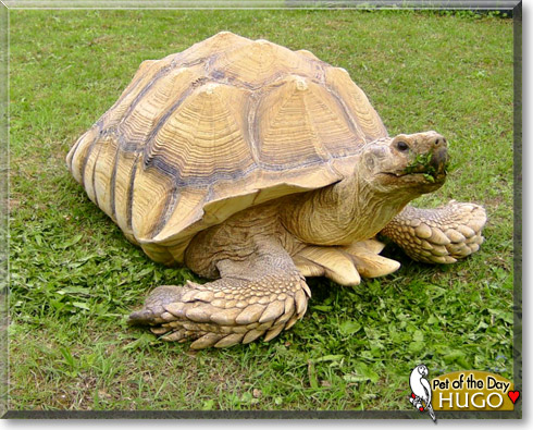 Hugo, the Pet of the Day