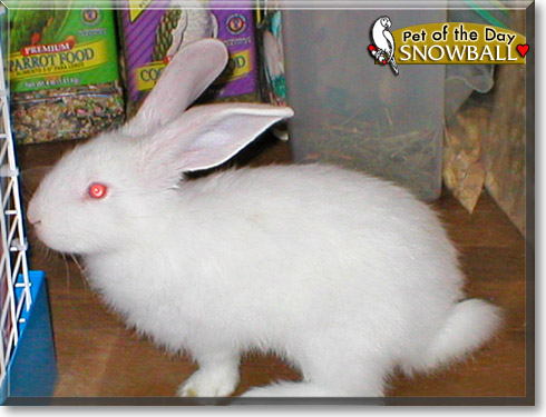 Snowball, the Pet of the Day
