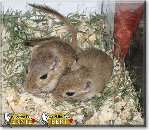 Ernie, Bert, the Pet of the Day