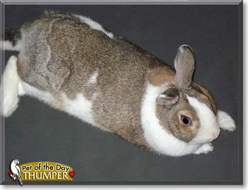 Thumper, the Pet of the Day Thumper, the Pet of the Day