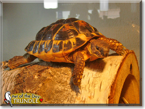 Trundle, the Pet of the Day