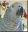 Kaiko