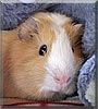 Camillo