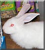 Snowball