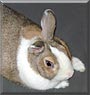 Thumper