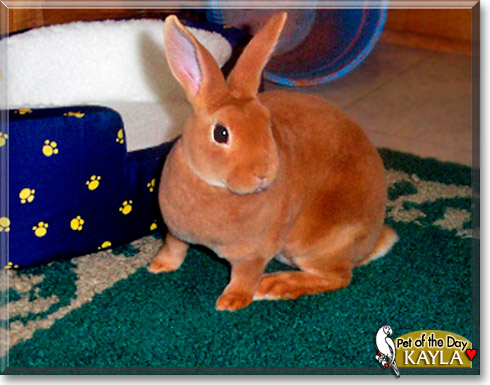 Kayla, the Pet of the Day