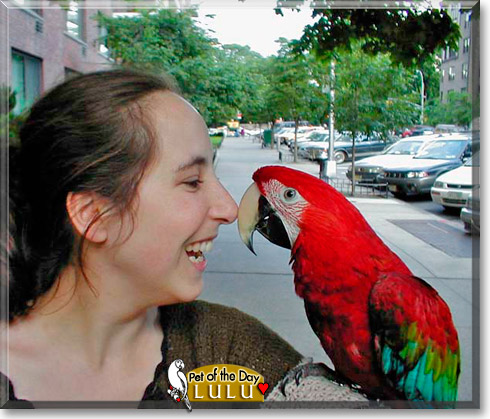 Lulu, the Pet of the Day Lulu, the Pet of the Day