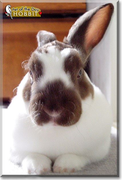 Hobbit, the Pet of the Day