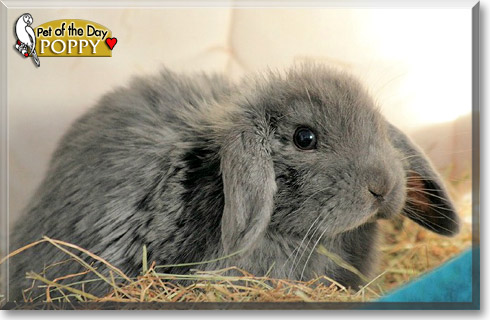 Poppy, the Pet of the Day
