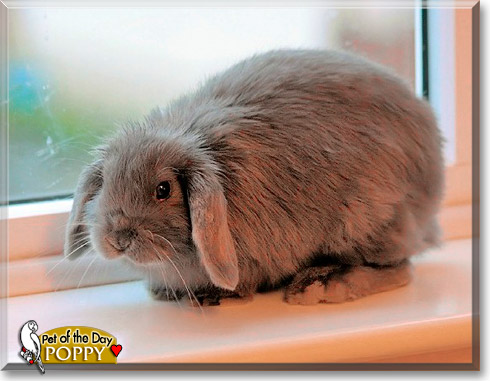 Poppy, the Pet of the Day