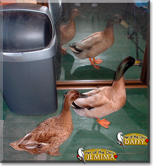 Daffy, Jemima, the Pet of the Day Daffy, Jemima, the Pet of the Day