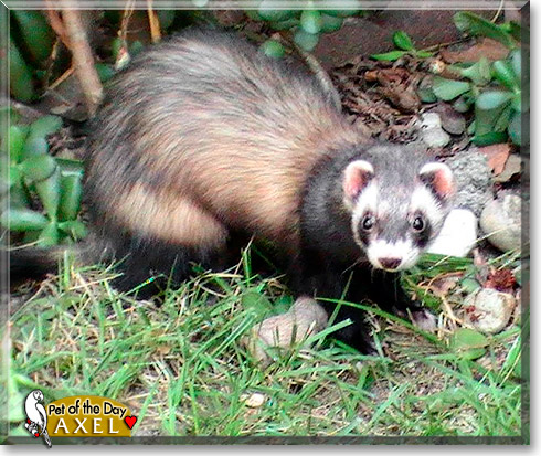 Axel, the Pet of the Day