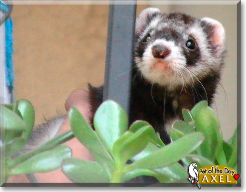 Axel, the Pet of the Day