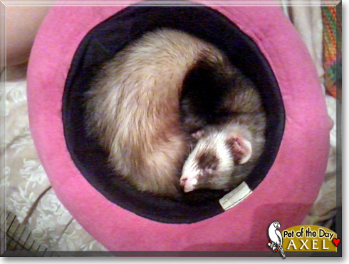 Axel, the Pet of the Day