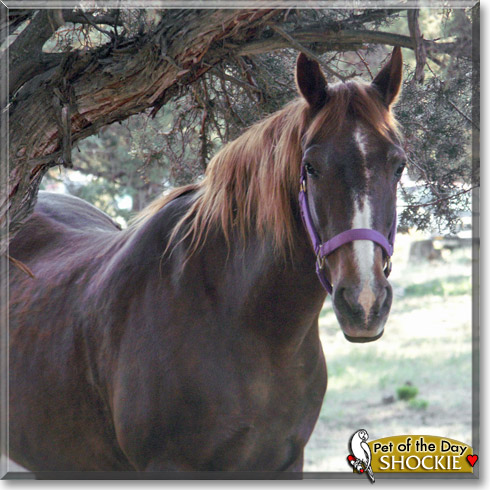 Shockie, the Pet of the Day