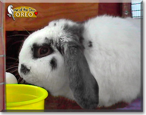 Oreo, the Pet of the Day