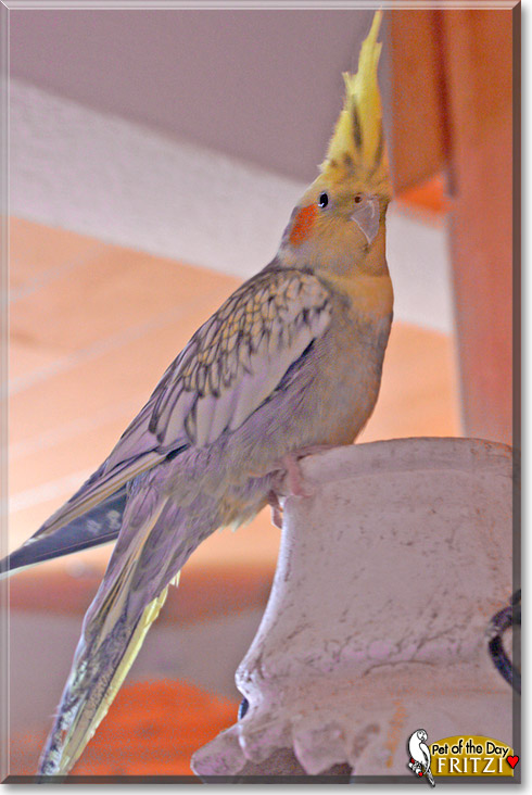 Fritzi, the Pet of the Day Fritzi, the Pet of the Day