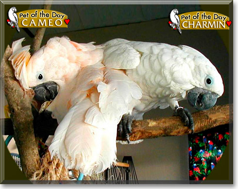 Cameo, Charmin, the Pet of the Day Cameo, Charmin, the Pet of the Day