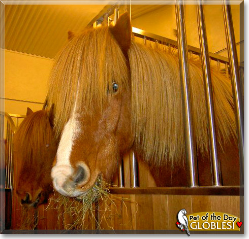 Gl&oacute;bl&eacute;si, the Pet of the Day