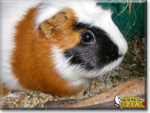 Pia, the Pet of the Day