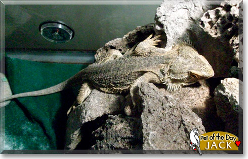 Jack, the Pet of the Day Jack, the Pet of the Day