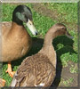 Daffy, Jemima