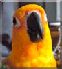Rosalie