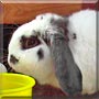 Oreo