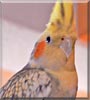 Fritzi