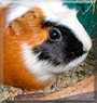 Pia