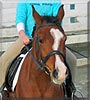 Littledawn