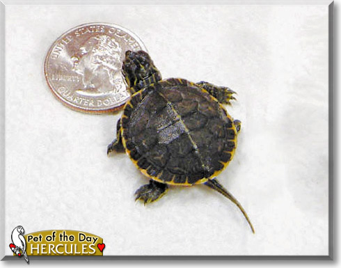 Hercules, the Pet of the Day Hercules, the Pet of the Day
