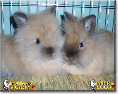 Victory and Coco, the Pet of the Day