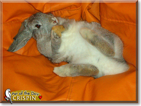 Crispin, the Pet of the Day