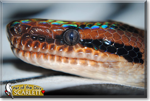 Scarlett, the Pet of the Day