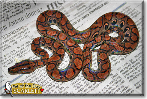 Scarlett, the Pet of the Day