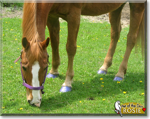 Rosie, the Pet of the Day