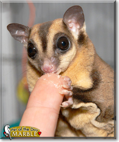 Marble, the Pet of the Day