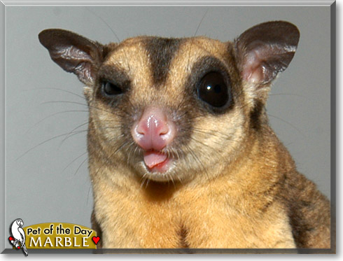 Marble, the Pet of the Day