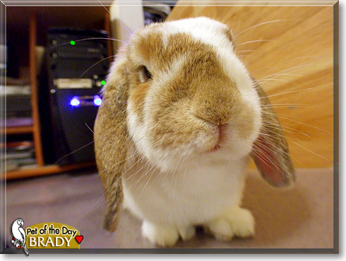 Brady, the Pet of the Day