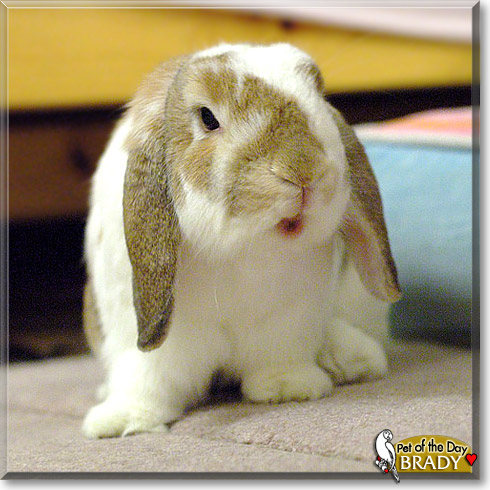 Brady, the Pet of the Day